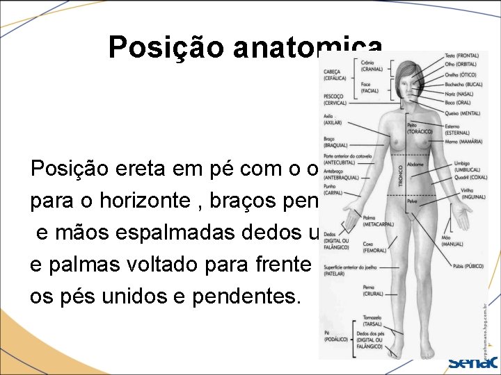 Posição anatomica. Posição ereta em pé com o olhar para o horizonte , braços