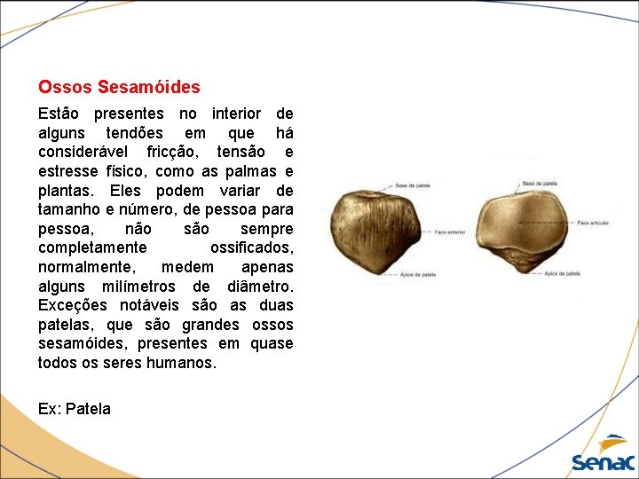 Ossos Sesamóides Estão presentes no interior de alguns tendões em que há considerável fricção,