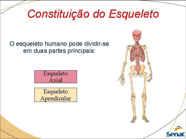 Constituição do Esqueleto O esqueleto humano pode dividir-se em duas partes principais: Esqueleto Axial