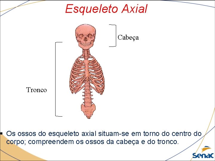 Esqueleto Axial Cabeça Tronco § Os ossos do esqueleto axial situam-se em torno do
