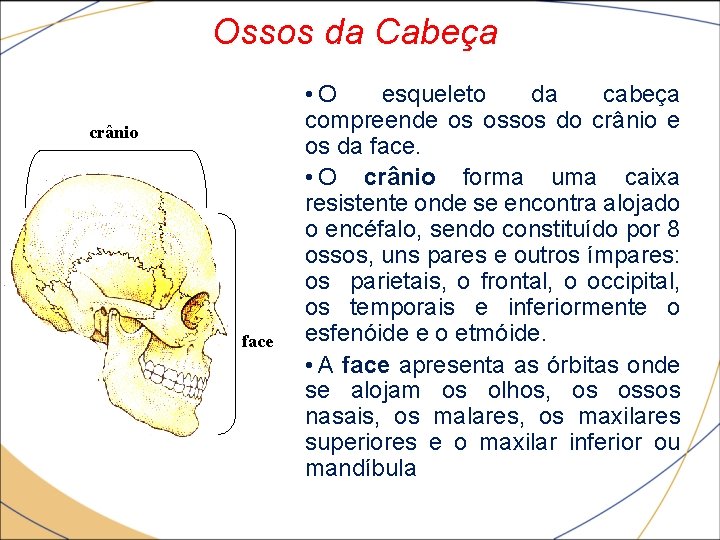 Ossos da Cabeça crânio face • O esqueleto da cabeça compreende os ossos do