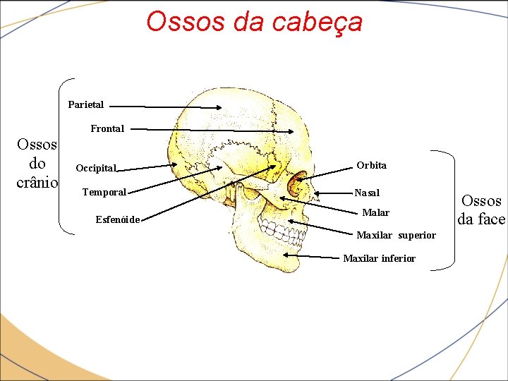 Ossos da cabeça Parietal Frontal Ossos do Occipital crânio Temporal Esfenóide Orbita Nasal Malar