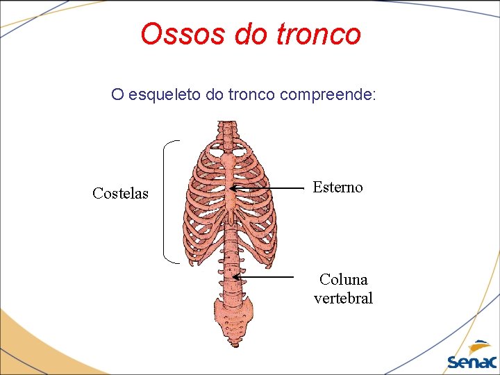 Ossos do tronco O esqueleto do tronco compreende: Costelas Esterno Coluna vertebral 