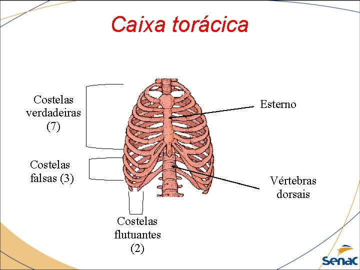 Caixa torácica Costelas verdadeiras (7) Esterno Costelas falsas (3) Vértebras dorsais Costelas flutuantes (2)