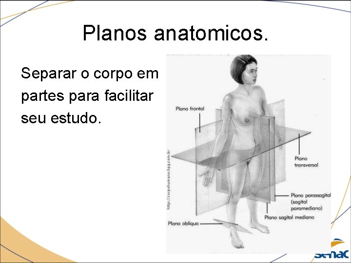 Planos anatomicos. Separar o corpo em partes para facilitar seu estudo. 