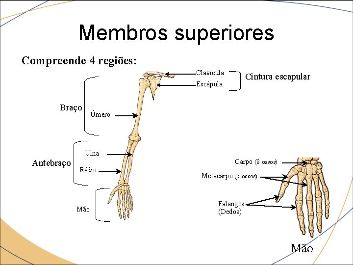 Membros superiores Compreende 4 regiões: Clavícula Cintura escapular Escápula Braço Úmero Ulna Antebraço Carpo