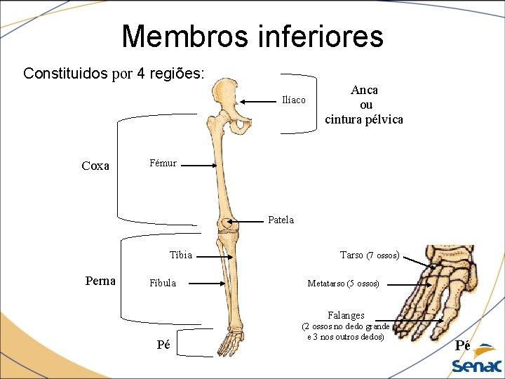 Membros inferiores Constituidos por 4 regiões: Ilíaco Coxa Anca ou cintura pélvica Fémur Patela