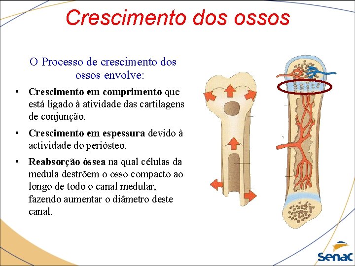 Crescimento dos ossos O Processo de crescimento dos ossos envolve: • Crescimento em comprimento