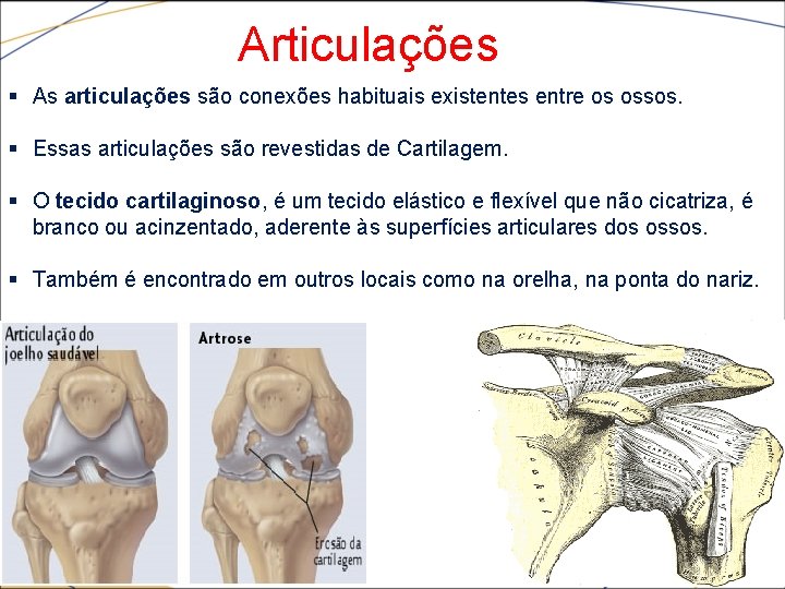 Articulações § As articulações são conexões habituais existentes entre os ossos. § Essas articulações