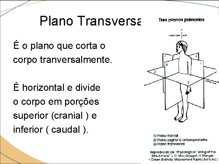 Plano Transversal. É o plano que corta o corpo tranversalmente. É horizontal e divide