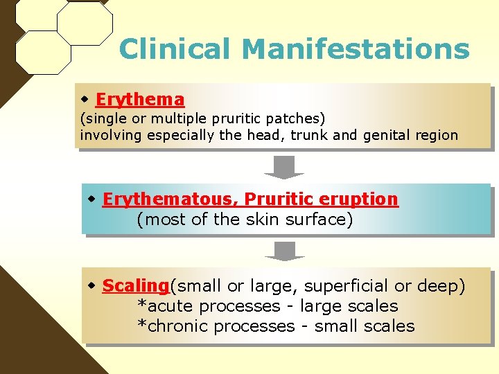 Clinical Manifestations Erythema (single or multiple pruritic patches) involving especially the head, trunk and