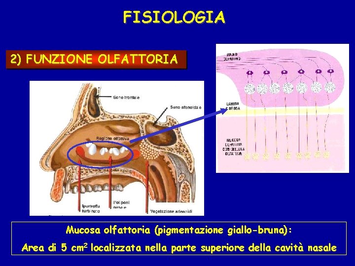 FISIOLOGIA 2) FUNZIONE OLFATTORIA Mucosa olfattoria (pigmentazione giallo-bruna): Area di 5 cm 2 localizzata