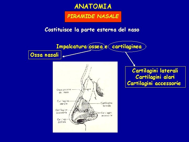 ANATOMIA PIRAMIDE NASALE Costituisce la parte esterna del naso Impalcatura ossea e cartilaginea Ossa