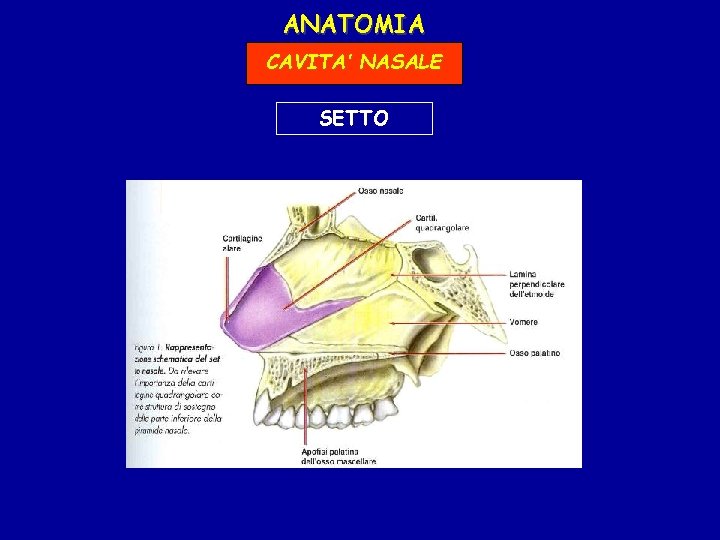 ANATOMIA CAVITA’ NASALE SETTO 