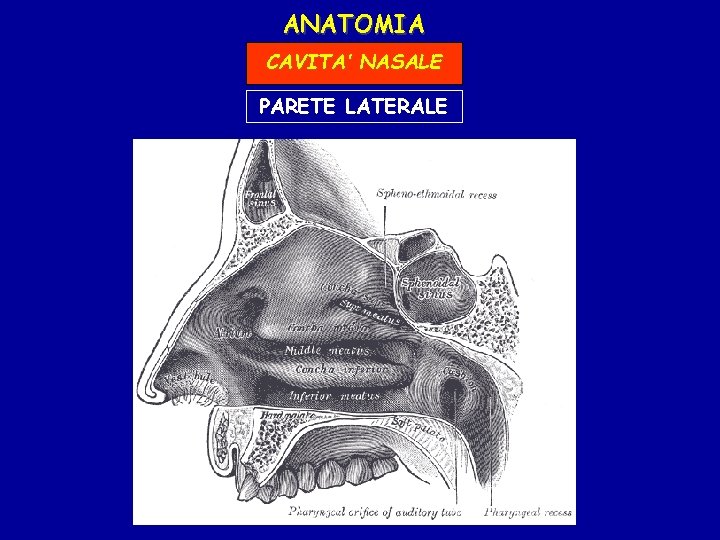 NASO e SENI PARANASALI ANATOMIA RAPPRESENTA IL PRIMO