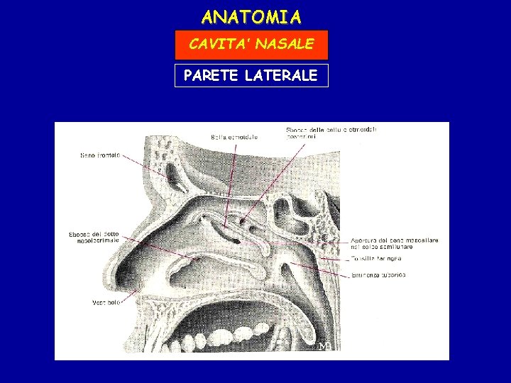 ANATOMIA CAVITA’ NASALE PARETE LATERALE 