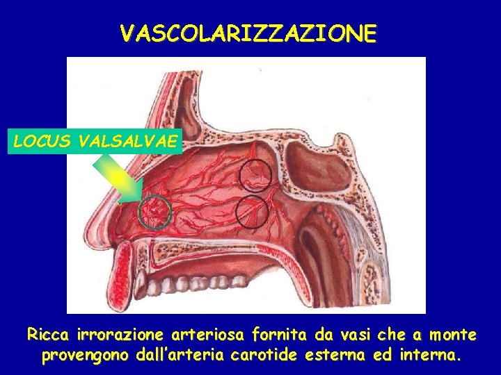 VASCOLARIZZAZIONE LOCUS VALSALVAE Ricca irrorazione arteriosa fornita da vasi che a monte provengono dall’arteria