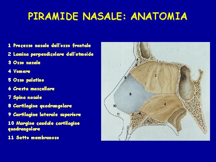 PIRAMIDE NASALE: ANATOMIA 1 Processo nasale dell’osso frontale 2 Lamina perpendicolare dell’etmoide 3 Osso