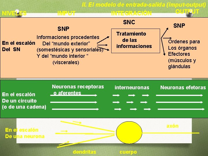 NIVELES IMPUT II. El modelo de entrada-salida (imput-output) OUTPUT INTEGRACIÓN SNC SNP Informaciones procedentes