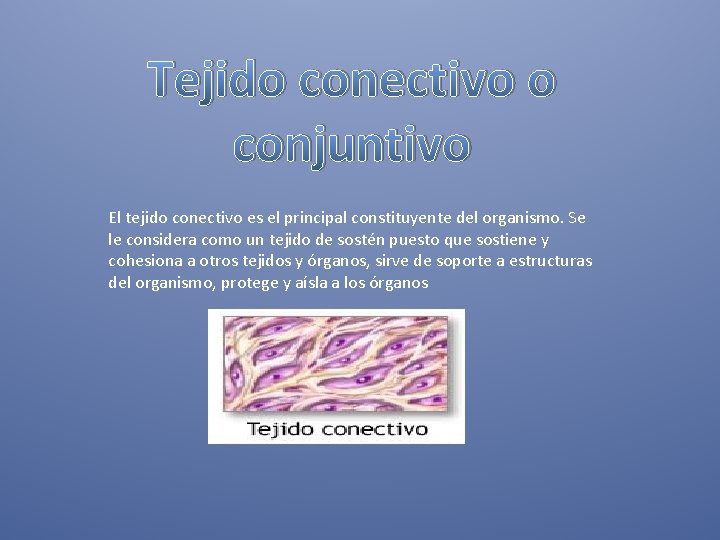 Tejido conectivo o conjuntivo El tejido conectivo es el principal constituyente del organismo. Se