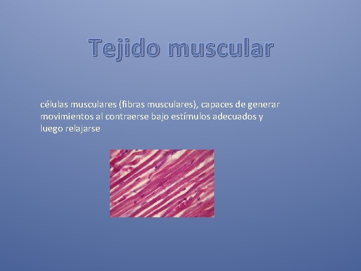 Tejido muscular células musculares (fibras musculares), capaces de generar movimientos al contraerse bajo estímulos