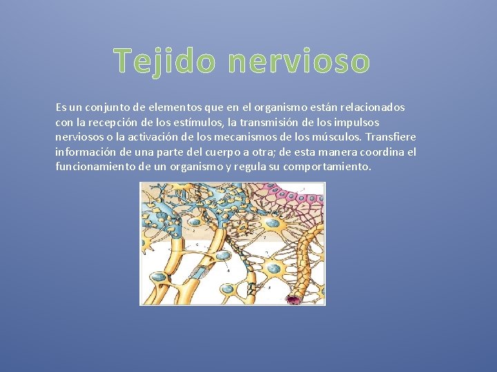 Tejido nervioso Es un conjunto de elementos que en el organismo están relacionados con