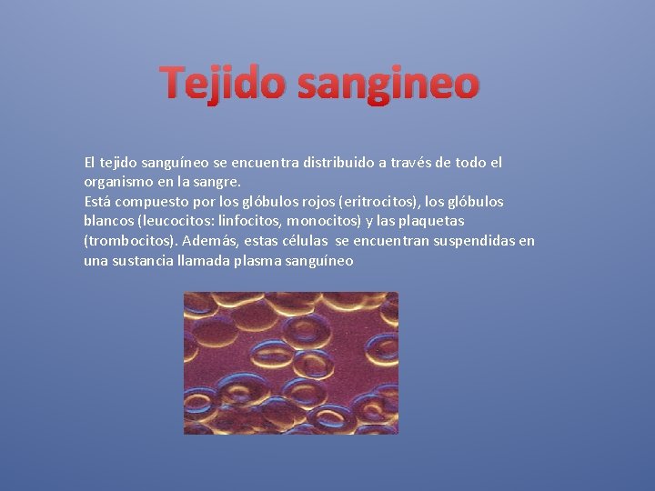 Tejido sangineo El tejido sanguíneo se encuentra distribuido a través de todo el organismo