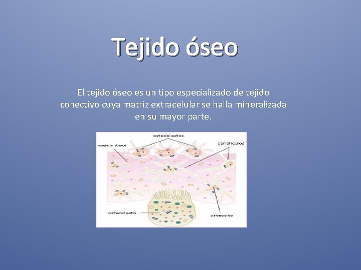 Tejido óseo El tejido óseo es un tipo especializado de tejido conectivo cuya matriz
