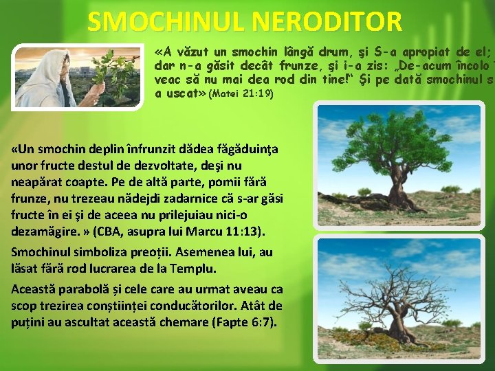 SMOCHINUL NERODITOR «A văzut un smochin lângă drum, şi S-a apropiat de el; dar