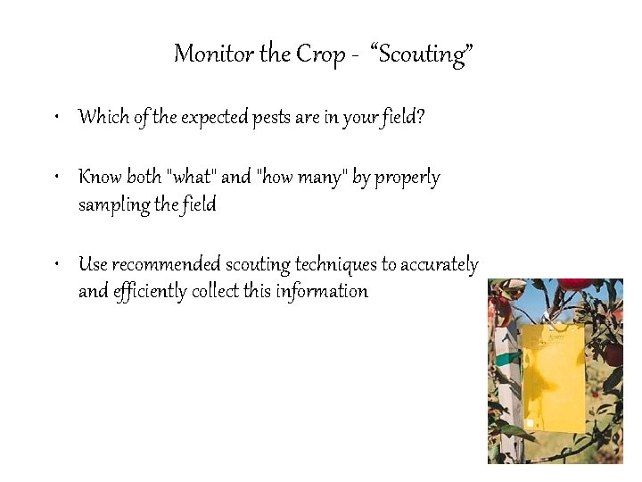 Monitor the Crop - “Scouting” • Which of the expected pests are in your