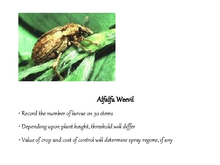 Alfalfa Weevil • Record the number of larvae on 30 stems • Depending upon