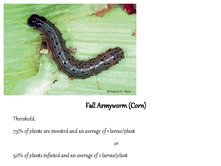 Fall Armyworm (Corn) Threshold: 75% of plants are invested an average of 1 larvae/plant