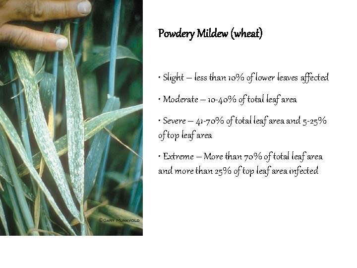 Powdery Mildew (wheat) • Slight – less than 10% of lower leaves affected •