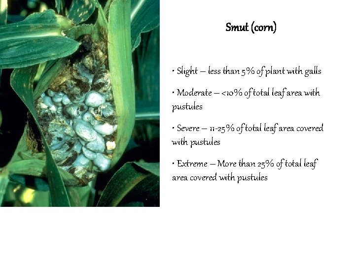 Smut (corn) • Slight – less than 5% of plant with galls • Moderate