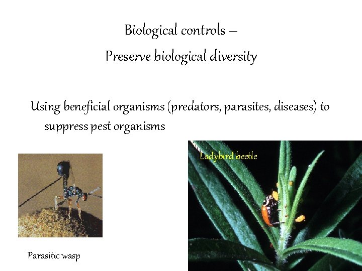 Biological controls – Preserve biological diversity Using beneficial organisms (predators, parasites, diseases) to suppress