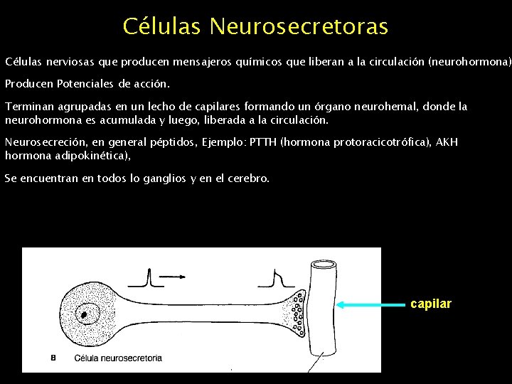 Células Neurosecretoras Células nerviosas que producen mensajeros químicos que liberan a la circulación (neurohormona)