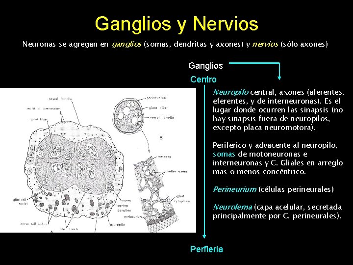 Ganglios y Nervios Neuronas se agregan en ganglios (somas, dendritas y axones) y nervios