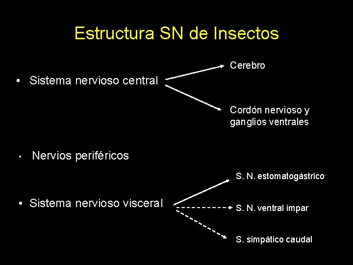 Estructura SN de Insectos Cerebro • Sistema nervioso central Cordón nervioso y ganglios ventrales