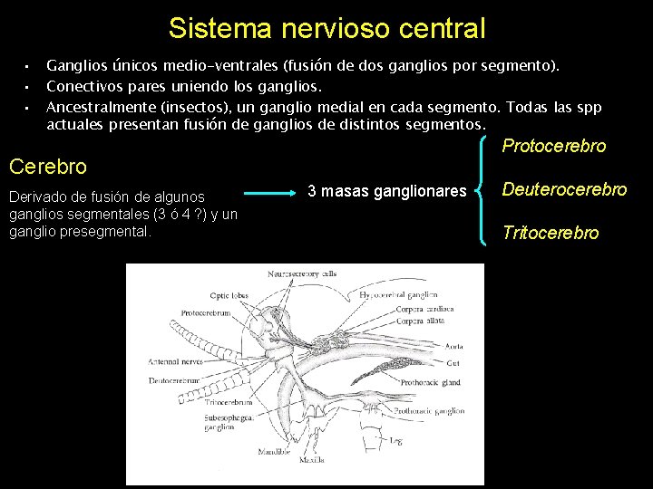 Sistema nervioso central • • • Ganglios únicos medio-ventrales (fusión de dos ganglios por