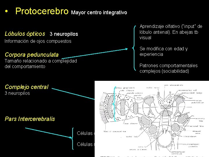  • Protocerebro Mayor centro integrativo. Aprendizaje olfativo (“input” de lóbulo antenal). En abejas