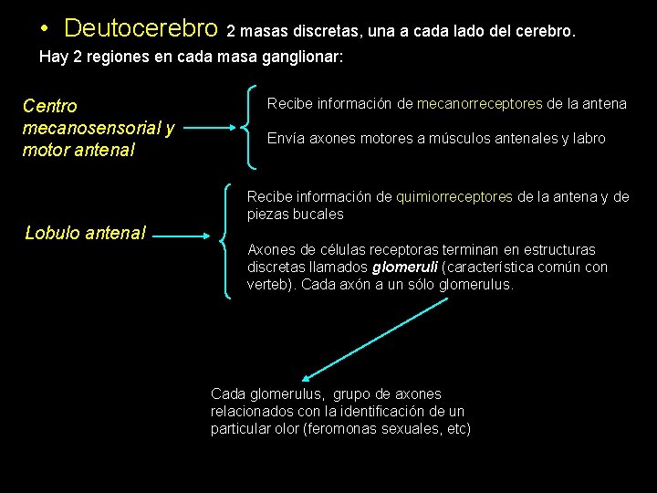  • Deutocerebro 2 masas discretas, una a cada lado del cerebro. Hay 2