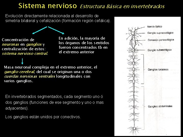 Sistema nervioso Estructura Básica en invertebrados Evolución directamente relacionada al desarrollo de simetría bilateral