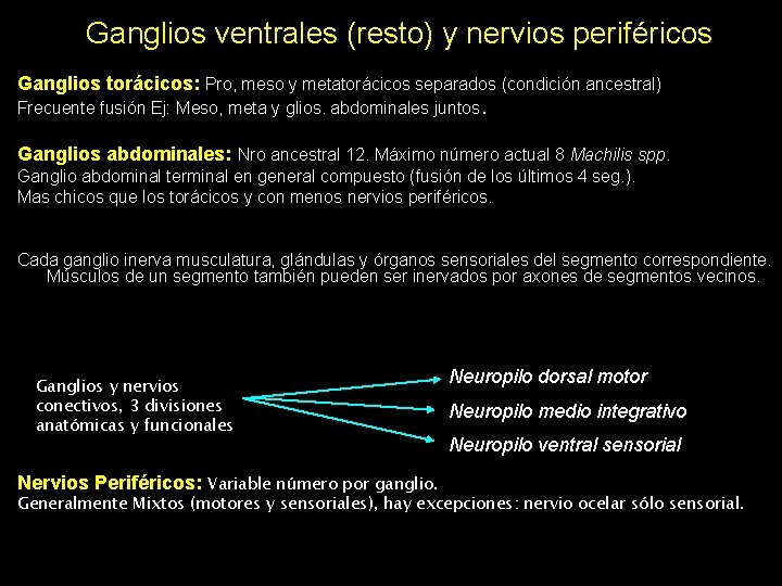  • Ganglios ventrales (resto) y nervios periféricos Ganglios torácicos: Pro, meso y metatorácicos