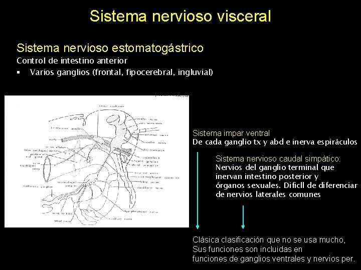 Sistema nervioso visceral Sistema nervioso estomatogástrico Control de intestino anterior § Varios ganglios (frontal,