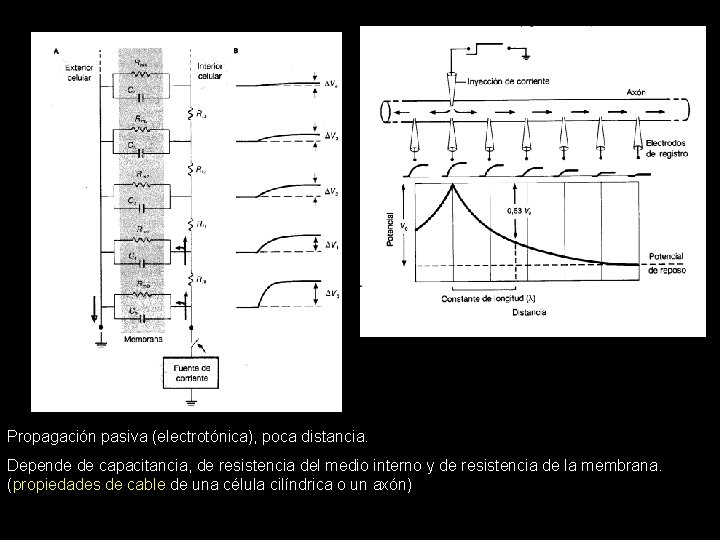 Propagación pasiva (electrotónica), poca distancia. Depende de capacitancia, de resistencia del medio interno y