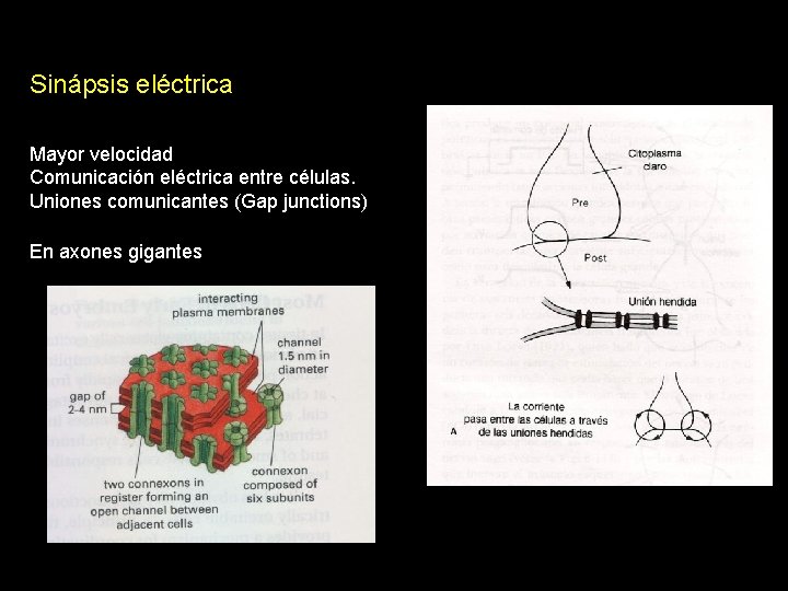 Sinápsis eléctrica Mayor velocidad Comunicación eléctrica entre células. Uniones comunicantes (Gap junctions) En axones