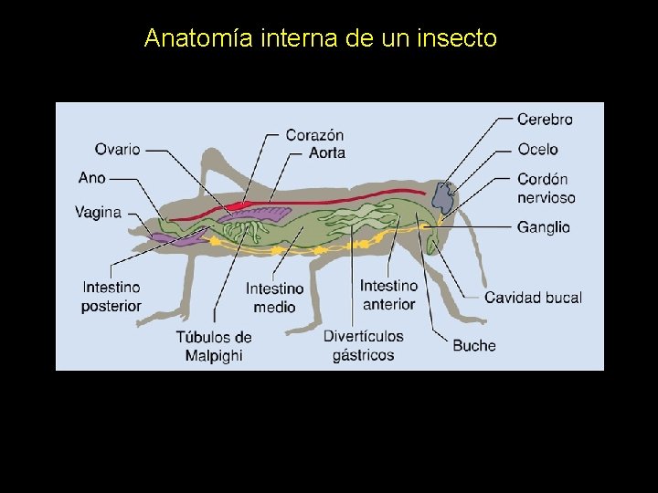 Anatomía interna de un insecto 