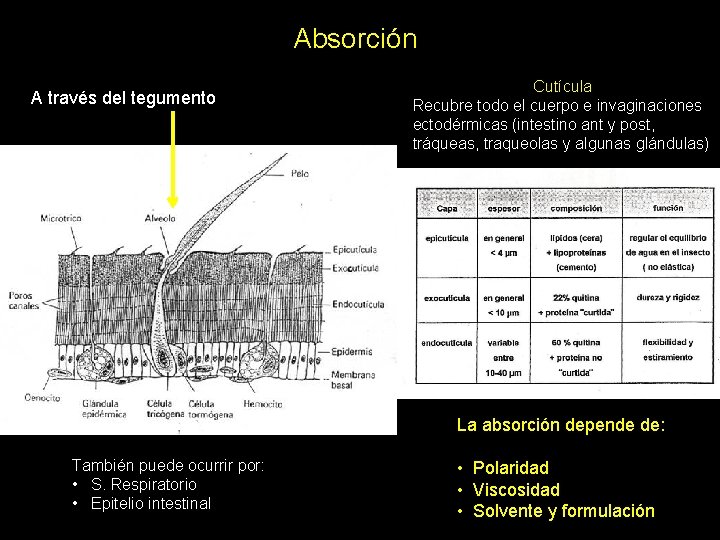 Absorción A través del tegumento Cutícula Recubre todo el cuerpo e invaginaciones ectodérmicas (intestino