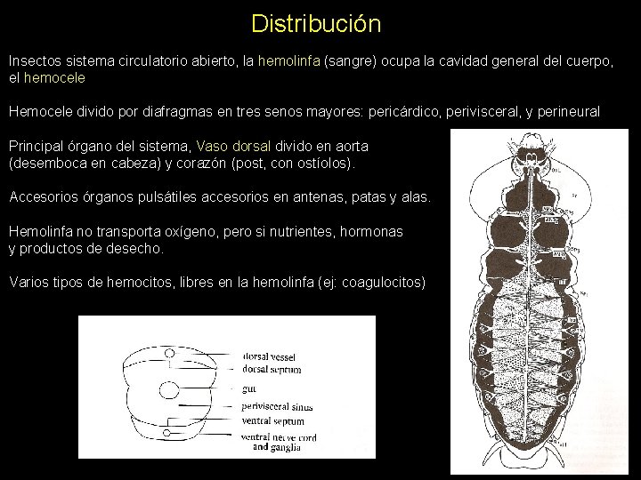 Distribución Insectos sistema circulatorio abierto, la hemolinfa (sangre) ocupa la cavidad general del cuerpo,