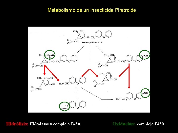 Metabolismo de un insecticida Piretroide Hidrólisis: Hidrolasas y complejo P 450 Oxidación: complejo P